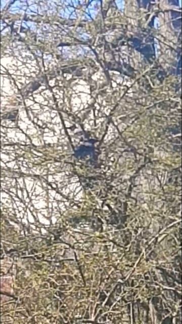 The Speed Up Version Of The Male Kauai Õ'õ Bird (look Closely)