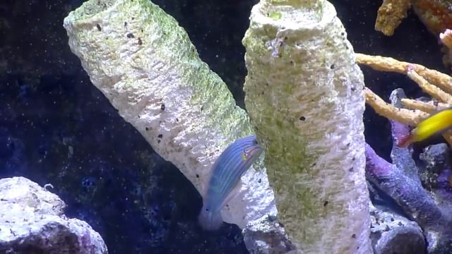 Rare Lemonpeel Angelfish and Melanurus Wrasse in wide 100 gallons Saltwater Aquarium смотреть онлайн