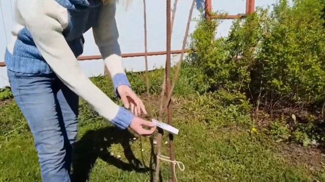 Что за необычное дерево 