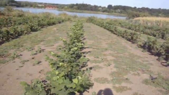 Питомник ФУНДУКА ТРАПЕЗУНДА смотреть онлайн