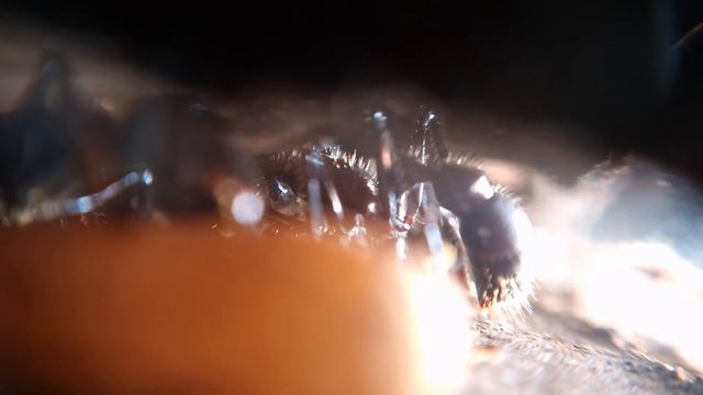 Bullet ant pet colony, Paraponera clavata смотреть онлайн