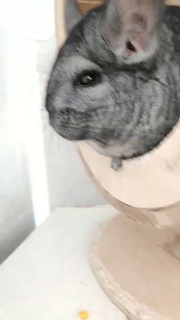 это Шиншилла. Shorts смотреть онлайн