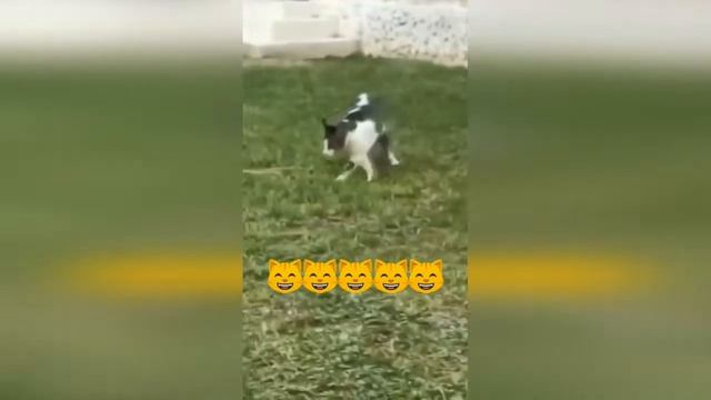 #Shorts Самые смешные животные / Приколы с котами и собаками 2022