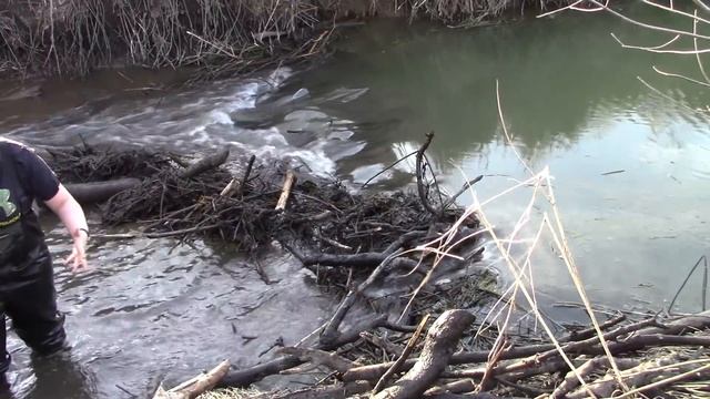 TEARING OUT A BEAVER DAM ON COYOTE CREEK! смотреть онлайн