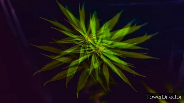 Lil Gang - Smoke Marijuanaqh (Official Audio) Son Of BOB MARLEY смотреть онлайн