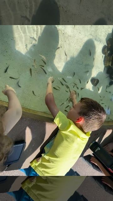 Explorer’s Reef @ SeaWorld смотреть онлайн