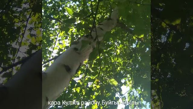 Ош обласы Кара Кулжа району Буйга айылы смотреть онлайн