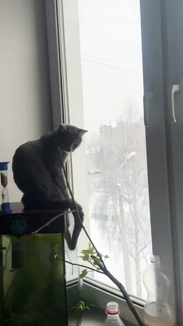 Бенгальский кот и утро! Гуч! смотреть онлайн