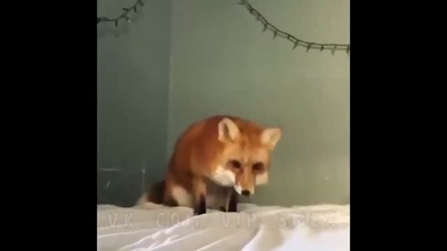 Лиса решила, что простыня это снег смотреть онлайн