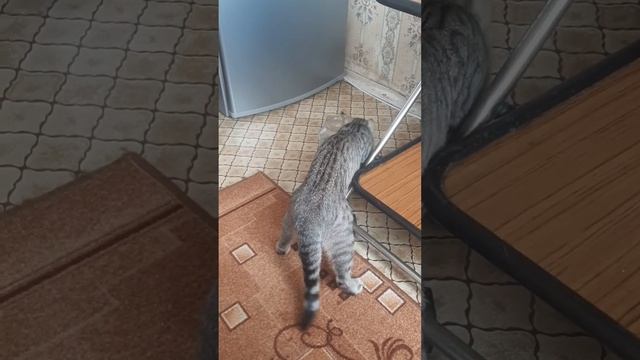 Яша пытается достать электронную акулу из банки😂😂😂 смотреть онлайн