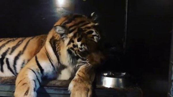 Домашний Тигр