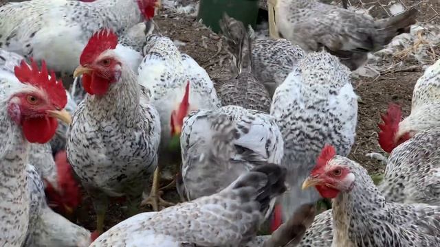 Борковская барвистая , молодняк 2023 года смотреть онлайн