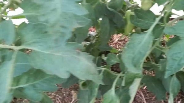 Прекратите подкормки по листу 17.07.24г.