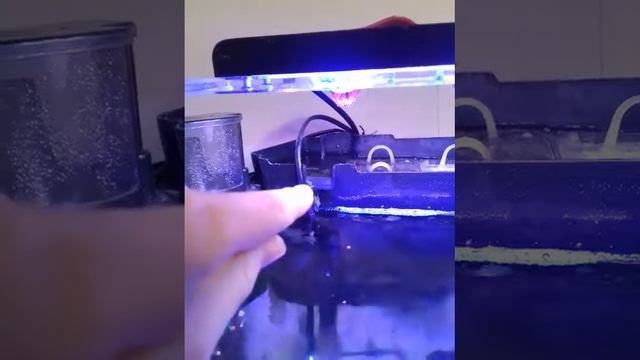 Засиление рыб спинорог колючка и спинорог полосатик. смотреть онлайн