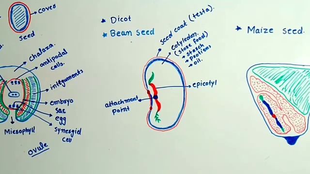 Structure of Seed class 10th chapter Reproduction смотреть онлайн