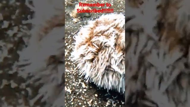 Facts: Sea Urchin #4k #shorts #shortsvideo #short #shortvideo #shortsfeed #shortsyoutube #epic смотреть онлайн