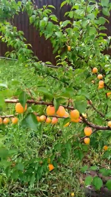 абрикосы в Рязани 2021 смотреть онлайн