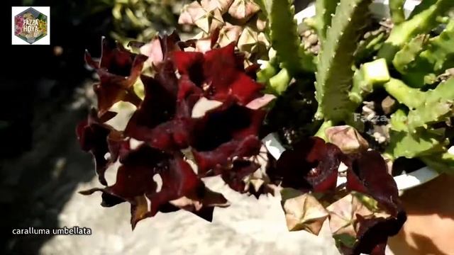 Caralluma umbellata @HoyaIndonesia Fazza Hoya Nursery смотреть онлайн