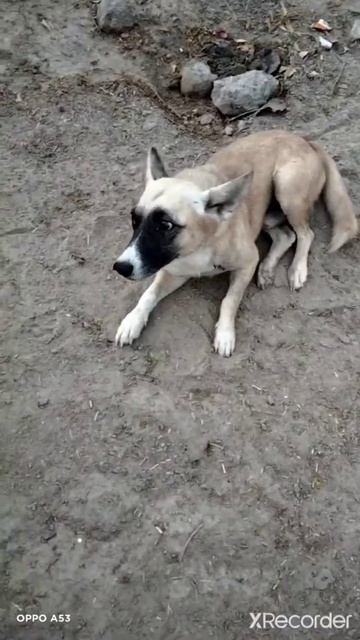 Dog Barking Video | The World Smallest Dog !