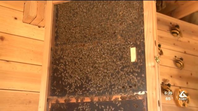 Bees can now be considered fish under the Endangered Species Act смотреть онлайн