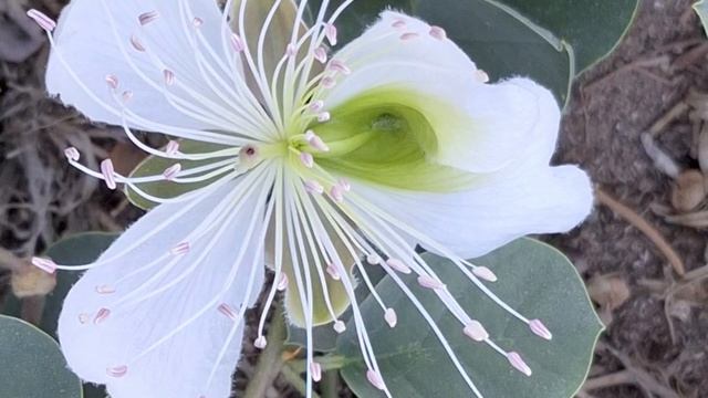 Если нету настроения Улыбайтесь/Текст песни "Улыбайся" смотреть онлайн