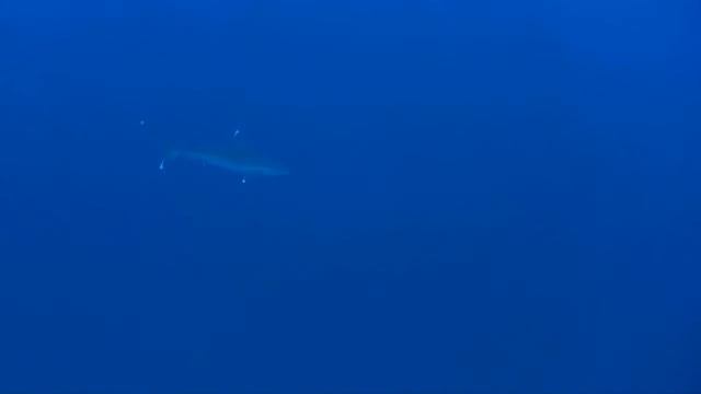 Manga Be Les Bancs du Geyser смотреть онлайн