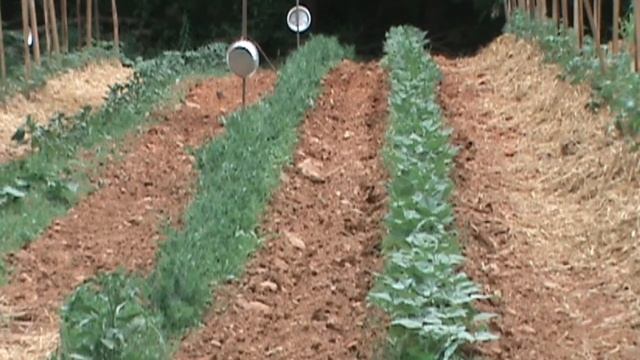 Vegetable Garden Update Tomatoes, Potatoes and Corn June 2 2013 смотреть онлайн