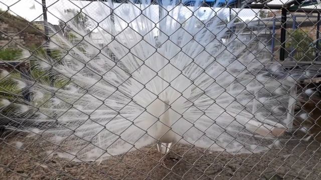 Белый павлин в Семиозёрском монастыре смотреть онлайн