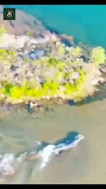 Alligator 🐊 drone footage #alligator #shorts #drone смотреть онлайн