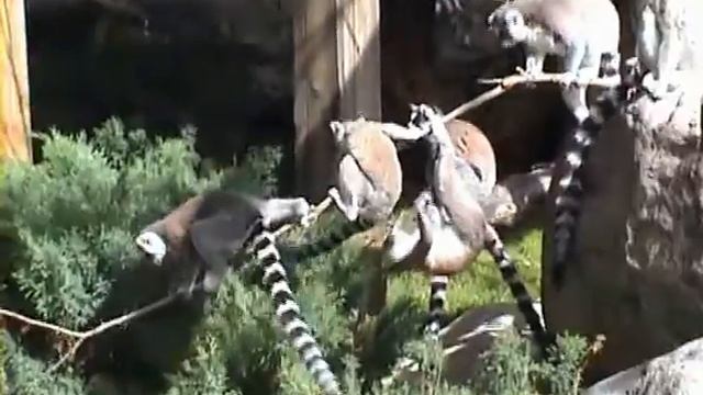 Lemurer смотреть онлайн