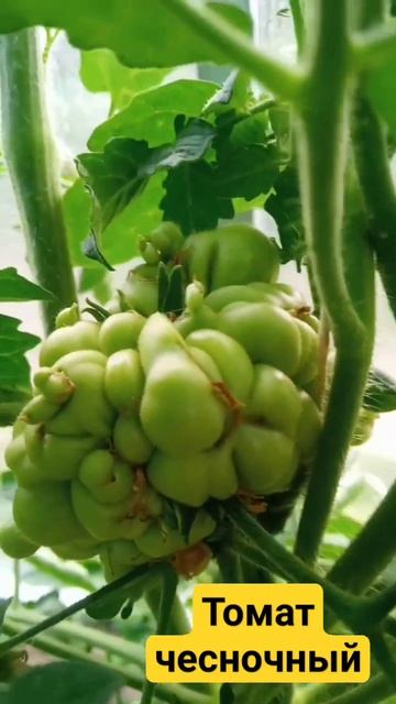 Томат Чесночный смотреть онлайн