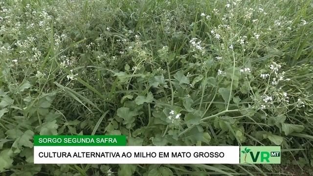 SORGO SEGUNDA SAFRA - CULTURA ALTERNATIVA AO MILHO EM MT смотреть онлайн