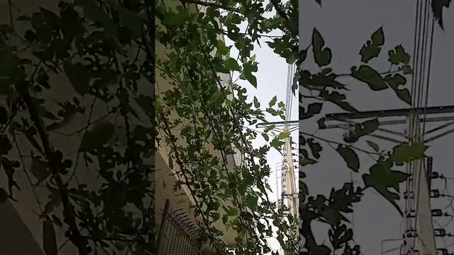 Mulberry Picking And Mulberry Information смотреть онлайн