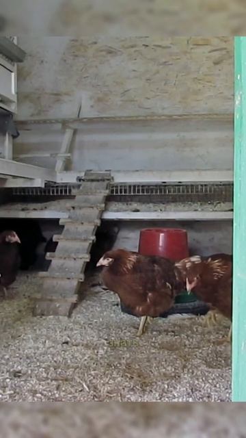 Волшебные моллюски