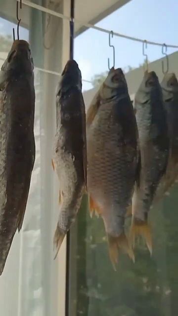 мняка сушеных рыб#вкусно#россия#природа#рыбалка смотреть онлайн