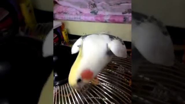 Корелла разговаривает смотреть онлайн