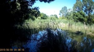 Нина Одуванчик