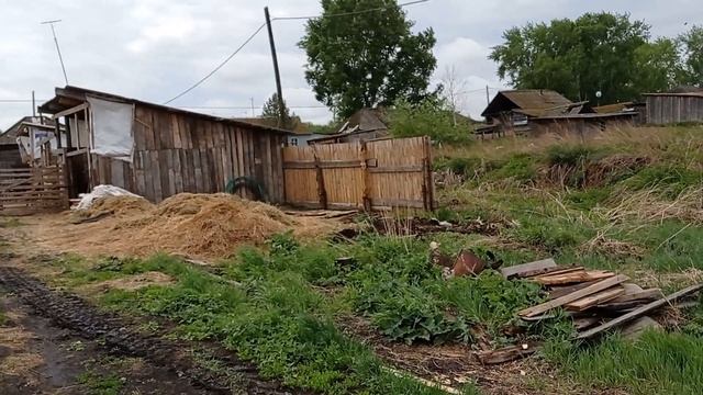 Не пасу... Картошка всходит смотреть онлайн