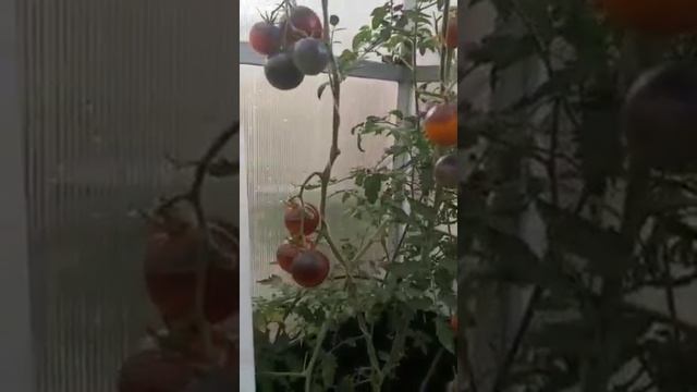 Красиво и Вкусно! ООООЧЕНЬ!!! смотреть онлайн