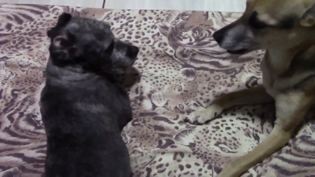 Valente e Dingo #cortes #shorts смотреть онлайн