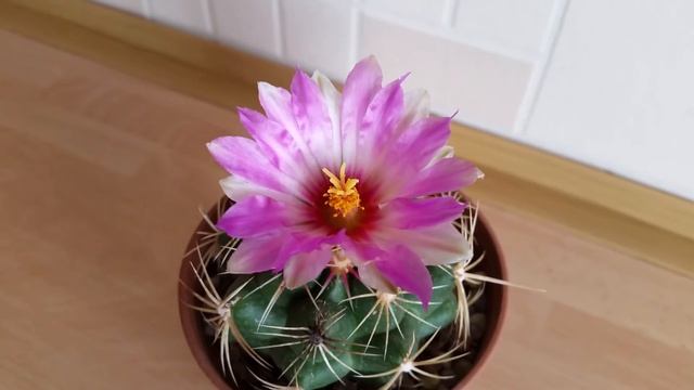 Thelocactus Bicolor In  Bloom: July 2020