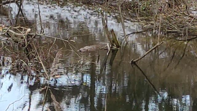 #Бобёр смотреть онлайн