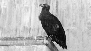 Ленинградский зоопарк в годы блокады