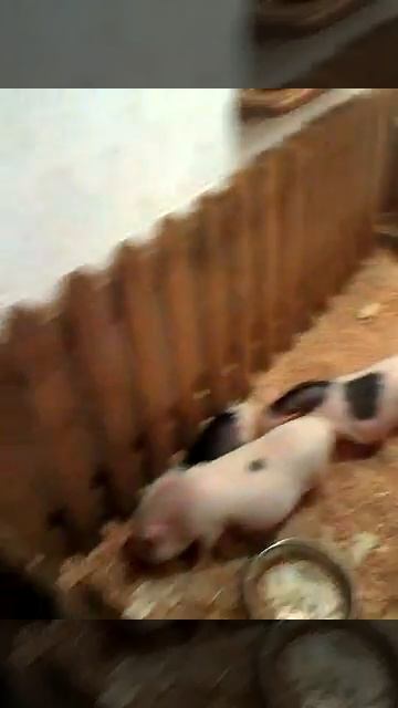 Свингеры) смотреть онлайн