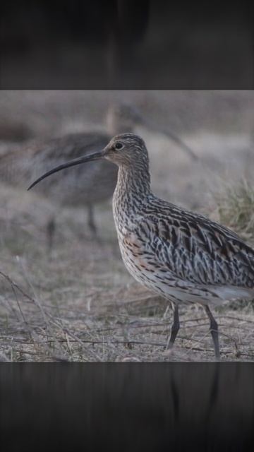 Самый большой кулик России какой??😳😳 #shorts #bird #nature #интересно #природа #птицы #голос #смотр смотреть онлайн