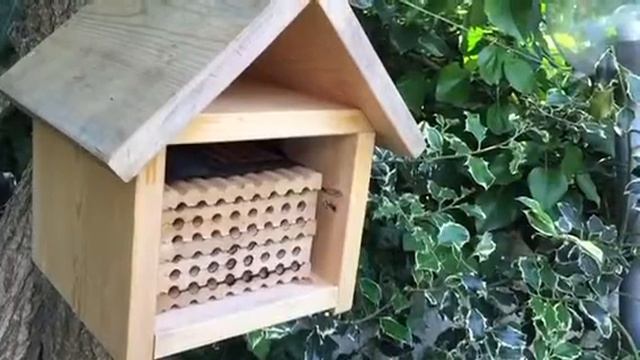 Solitary Bee House смотреть онлайн