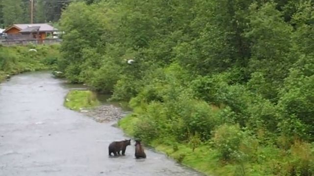 West Canada, Grizzly Bears in Hyder 4 смотреть онлайн