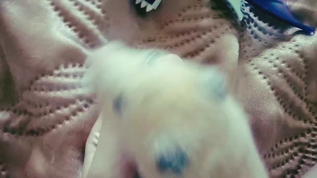 не угомонный хомяк🤣🤣 смотреть онлайн