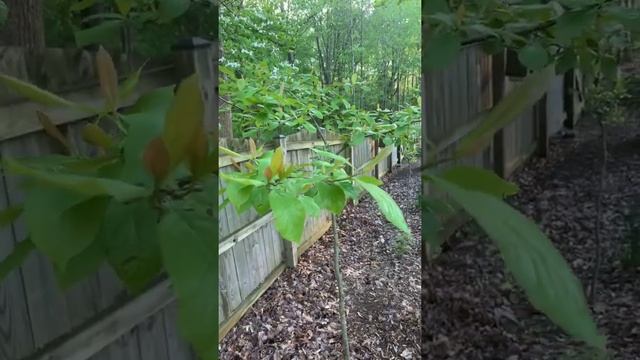 Nyssa sylvatic смотреть онлайн