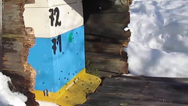 🐝 ПЕРВЫЙ ВЕСЕННИЙ ОЧИСТИТЕЛЬНЫЙ ОБЛЁТ ПЧЁЛ🐝02.03.2021 год🐝 смотреть онлайн